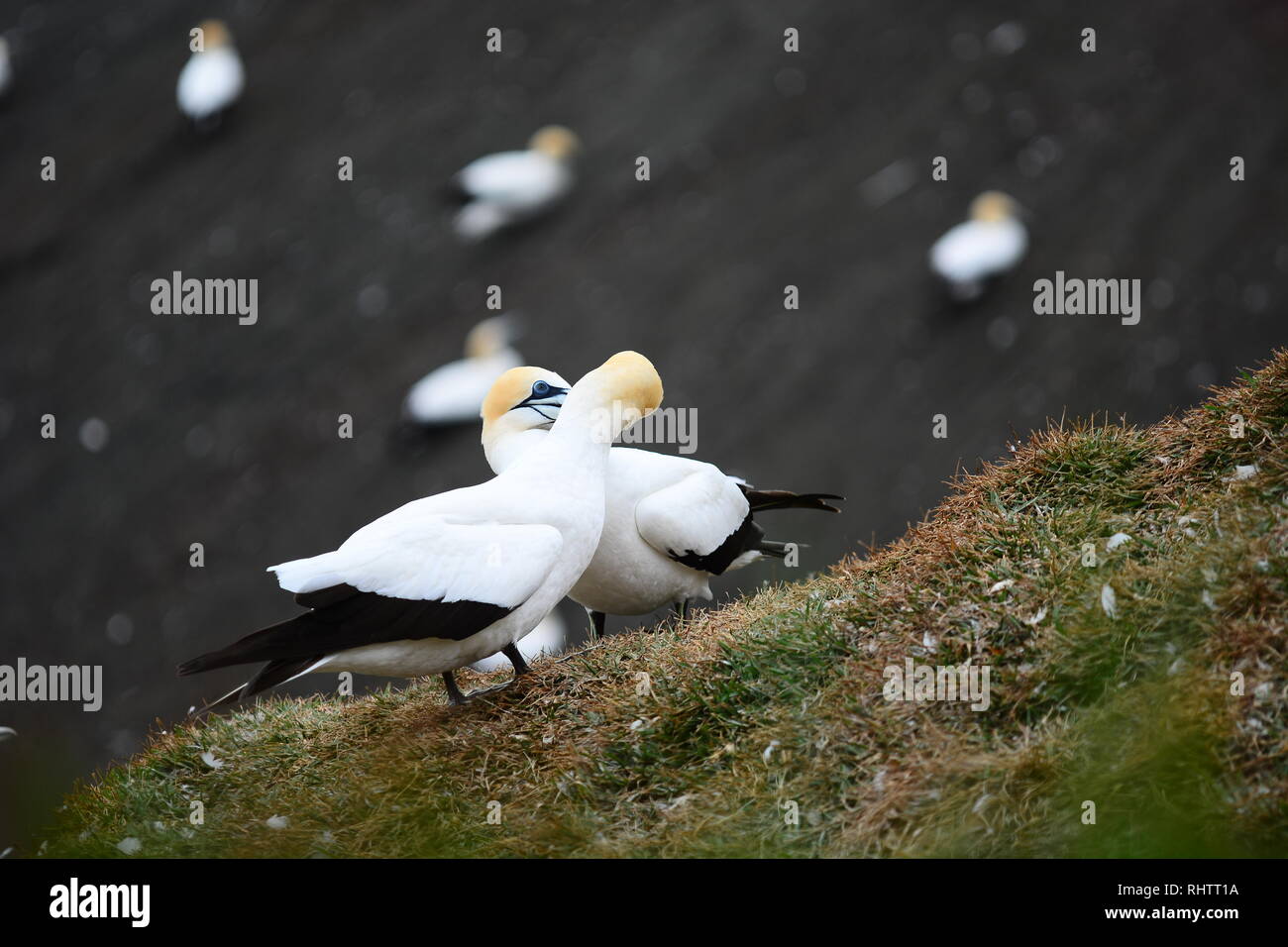 Eine Nahaufnahme Foto eines Gannett (Morus serrator), Seevögel und ein fantastischer Fisch Jäger. Die muriwai gannet Kolonie, Neuseeland. Stockfoto