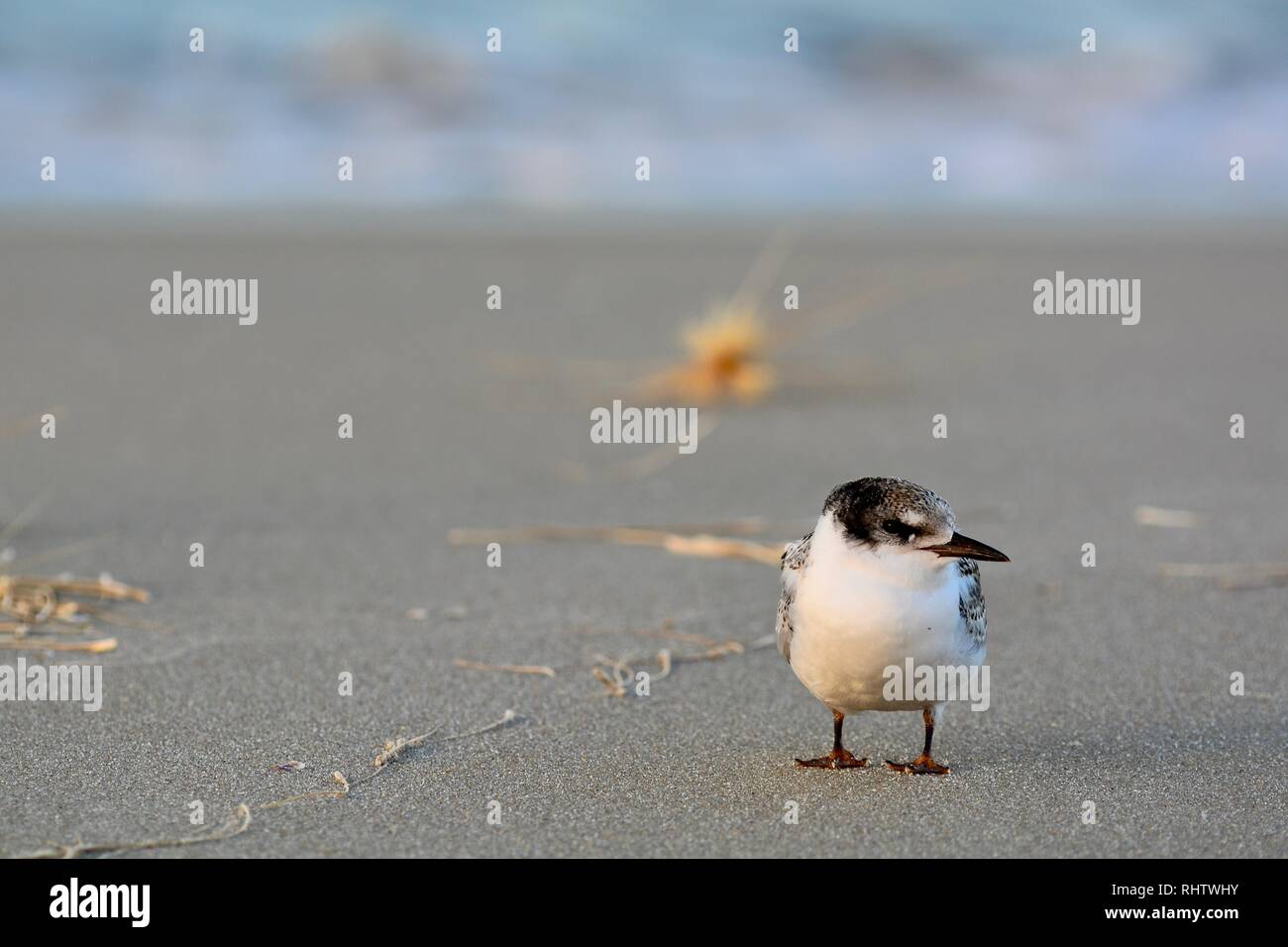 Eine Nahaufnahme Foto eines mit weißer Fassade, tern (Sterna Striata), welches die Flussseeschwalbe in Neuseeland. Stockfoto