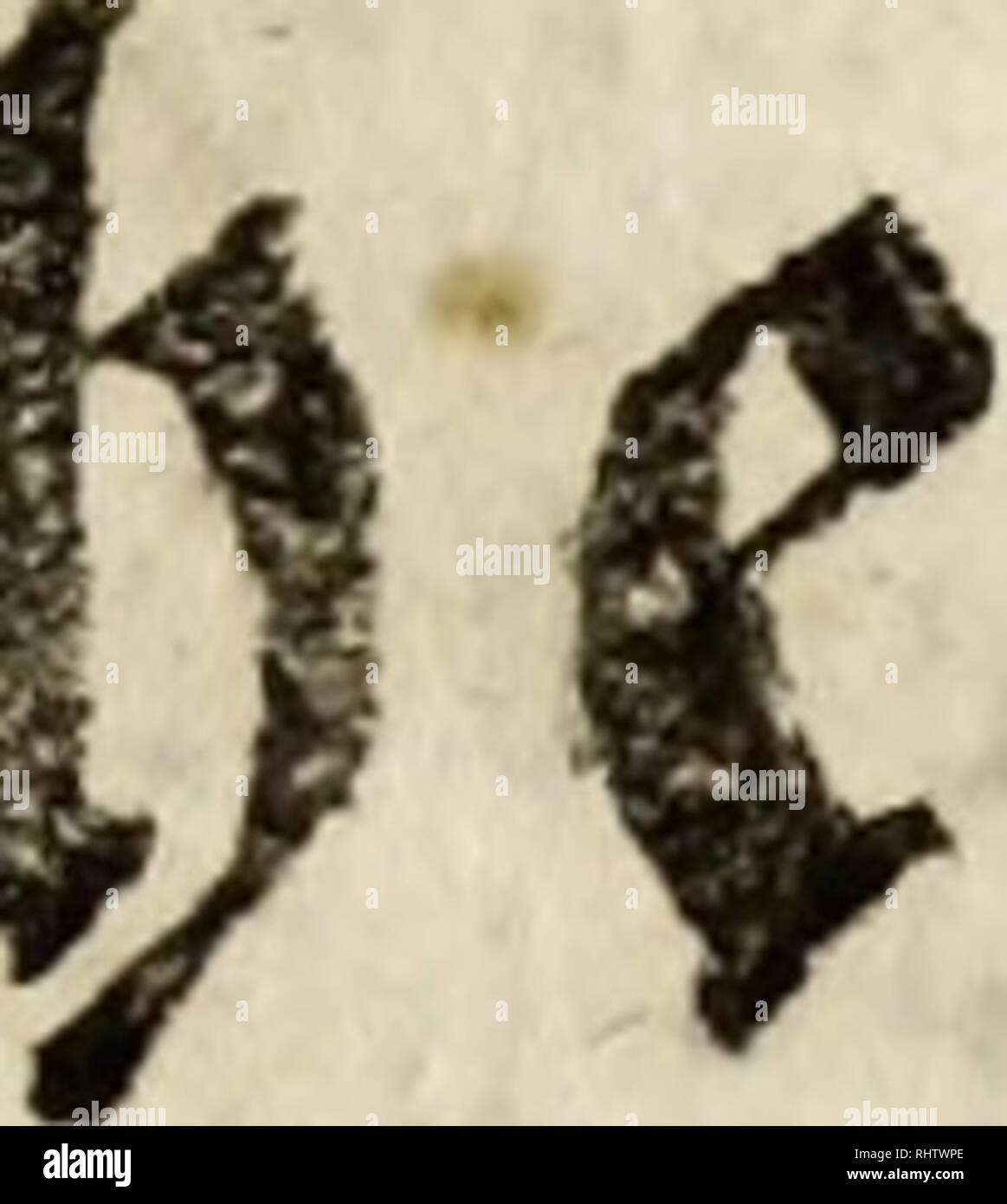 . Beschreibung der Natur-Geschichten des Schweizerlands. Geographie; Natural History. 97-39.) -141 (153)|&lt; ^- (©m 28. Sept. 17^7% JIIBmchijlaucD bifenabmbüon 4. bi^9. Übt? rjacr) Mitta^ agefliflenein OS^ Jf8i Unt) 9. e (c) e^ © orff Bci) werden^^^^ ved tonö Ubungenbatitt ber® ra {ff * SSctü cjft^^n/m Iafen ömtfcf folgenbe Alt 3) e Uberfc^ Rift/mcf c^c m öer^ ircl) KN-9}? aui ttn^ erübev (td) ftebet M. MAGIUS MIOBMAC VERONAM ILHEGXHCPF CAUS MARCI MODESTI ANN. XXXIII, EXTESTAMENTO HFC L. ENNIUS SECUNDUS O ROMANIUS VERECUND US H S E. Unb obber fanerä Dveformfrfen vöaußrbur^^. - CLAUDIO HMNO MEDICO LEG XXI. CLAUDIAE Stockfoto