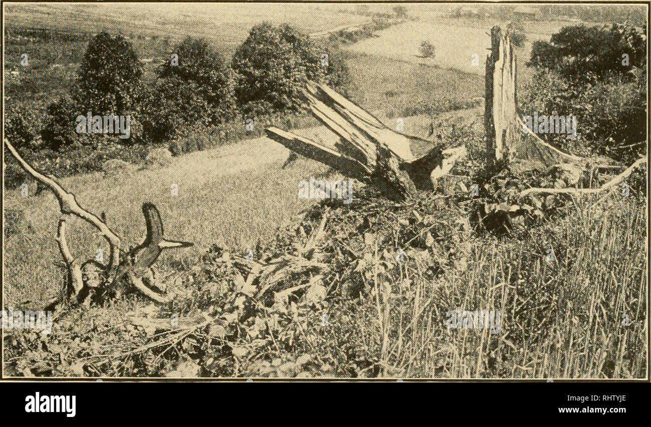 . Bessere Landwirtschaft mit Atlas farm Pulver, die sicherste Explosiv, der ursprünglichen Farm Pulver. Sprengstoff in der Landwirtschaft. Vor dem Strahlen - elektrische Zündung verwendet wird, hängt von der Anzahl der Haupt- oder Anker Wurzeln. Einige blasters beliebig begrenzen Sie die Anzahl auf 2, 3, 4 und 5 für bestimmte Größen von Baumstümpfen, mit Wurzeln ebenso solide alle Runden, das heißt unter die Mitte des Stumpfes. Auf abschüssigem Gelände bedeutet es leicht bergauf. Selten habe ich jedoch sind Wurzeln gleich stark auf allen Seiten. Wenn eine Ladung nur verwendet werden, ist es in der Nähe der festesten Anchorage; wenn mehr als eine Gebühr, suchen Sie unter Wurzeln. Ro Tippen Stockfoto