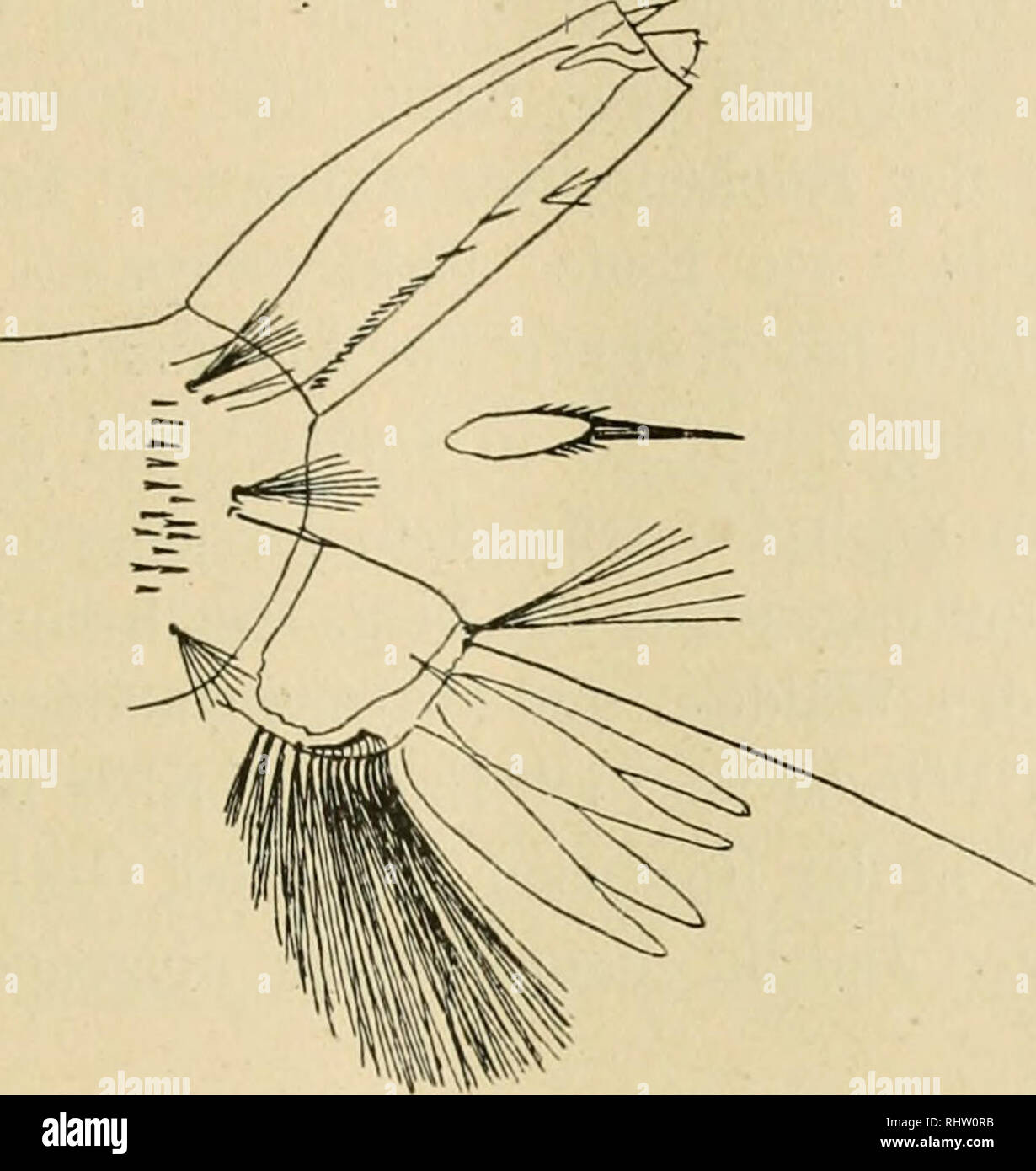 . Über Stechmücken besonders deren europäische Arten und ihre Bekämpfung. Diptera; Schädlinge -- Steuerung. 137]. Culicini, Aedes (ochlerotatus). 137 Streifen, Knieflecke weiß, Flügel schwarzschuppig, Schwinger blaßgelb mit dicht weiß besclmpptem Knopf. Beim Männchen ist die Beschuppung ein Kopf und Brust lichter, mit dem hinteren Teil des Mittelrückens, dessen Rändern und dem Schildcheu ins Weiße fallend. Fühler fuchsiggrau behaart. Schnupperkurse mit weißen Flecken in der Mitte des langen Gliedes und weißem Fleck auf dem Grund jedes der Nummern-oper End-Glieder, Behaarung der Verkoster schwarz mit Fuchsig Stockfoto