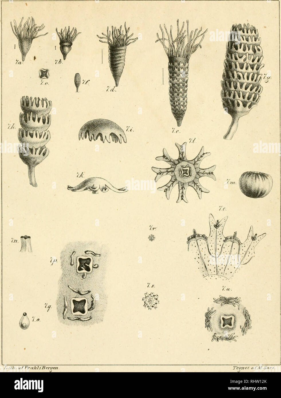 . Über iagttagelser Beskrivelser og nogle maerkelige eller Nye i havet ved den bergenske levende Kyst dyr af polypernes, acalephernes, radiaternes, annelidernes, og molluskernes classer, med en Kort oversigt über de hidtil af forfatteren sammesteds fundne Arter og deres forekommen. Meerestiere. PI.}. Zi/lh: Ein "fPra} iliBei'rren Tep7 ier a f Al Sa. ff. Bitte beachten Sie, dass diese Bilder sind von der gescannten Seite Bilder, die digital für die Lesbarkeit verbessert haben mögen - Färbung und Aussehen dieser Abbildungen können nicht perfekt dem Original ähneln. extrahiert. Sars, M. (Michael), 1805-1 Stockfoto