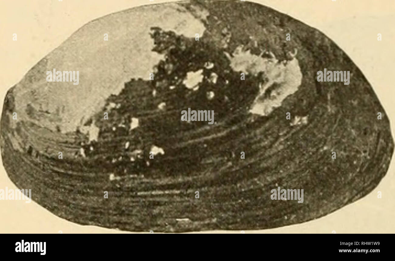 . Beschalte weichthiere Deutsch-Ost-Afrikas. Muscheln. 244 K. von Marxens. O. Neumann, 17. Juni 1894, gesammelt; Mhugu an der Ostseite des sieht, von demselben, Feb. 1894 (a). Ein ganz junges Exemplar, ungefÃ¤hr 27 mm lang (hinterrand beschÃ¤digt) und 15 hoch, zeigt ganz wie die Europäische¤ischen Anodonten eine kleine Kugel-fÃ¶rmig vorstehende Embryonalschale und flache, etwas wellenfÃ¶rmige, konzentrische Runzeln in der Wirbclgcgend; This is also available auffallend flach, grÃ¶sster Quer- Einspritzdüse 6 mm auch nur ^r, der Hã¶he, bei den Erwachsenen dagegen */?^; 3 derselben. Var. Senilis n, Aehnlich Stockfoto