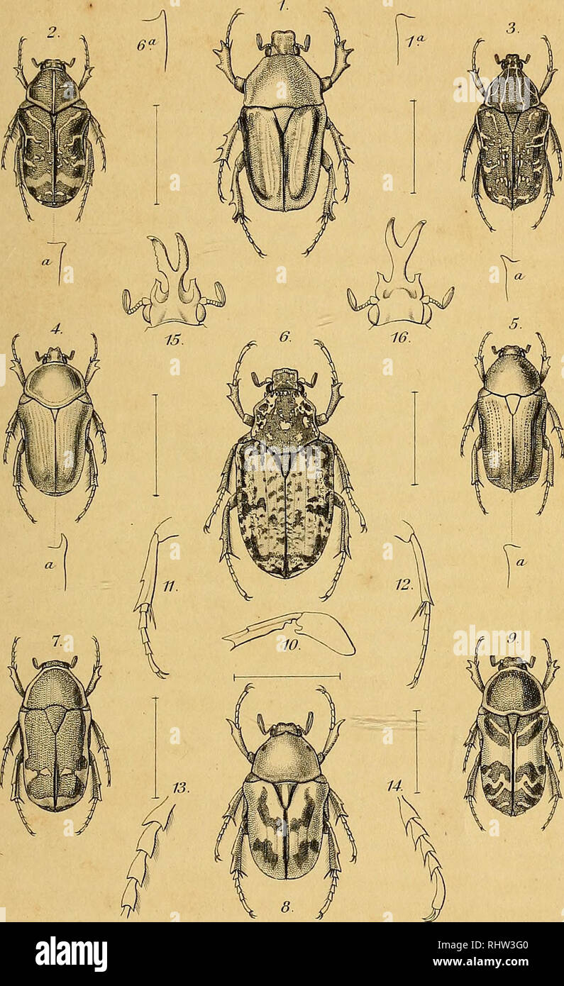 . Berliner entomologische Zeitschrift. Entomologie; Genealogie. Deutsche entoirv. Zeitschrift: 1880. Taf., I.. "1. - Z PlahfTwcnemis margirvicoUis jickromzseies Trarabilis nov. gerv. 3. Nov. Cosmesihes gerv.  4. CyclopTwrus Twv. gerv.^ S. EucosrncL nov. getv. 6. Nov. Fseudirwct gerv.  7. Packnoda. "PygmxuiL nov. Spec. d. SaemaioTiotus FrÃ¼sMiKraatz. (UntomoLMonatsbl.. J9.F7 io 7 iotcLe, Jti &Lt;L noTi.gen. DÃtata. Gory vor.latefasciaia. löfken - aatz. Ã¼S. Exidicellay frontalis Westm. Ich 16. ICH! armizwzna itdy. I)^2 Braatz. ^^Tie/jeTÃ aÃ¤ Ich detetsc.. Bitte beachten Sie, dass diese Bilder aus gescannten Seite im extrahiert werden Stockfoto