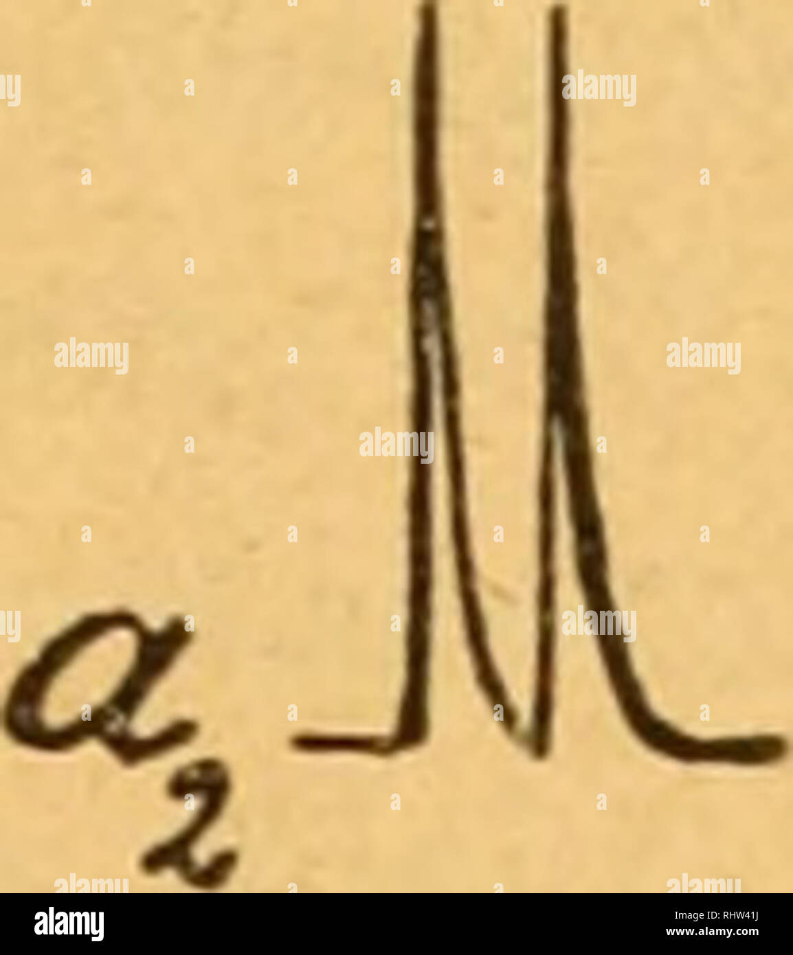 . 16/2012 des Naturwissenschaftlich-medizinischen Vereinsund in Innsbruck. Wissenschaft; Medizin. a. A-. r'^Abbildung 4. Ihr Browser kann leider keine eingebetteten Frames anzeigen sterben Ausschläge des Kapillarelektrometers, unten die zugehörigen Kontraktionskurven des Ventrikels, bei langsamem Gang der Wesley aufgenommen, a, Aktionsströme, Cj Kontrak-tionen (Haupt- und Extrasystole) im normalen Zustande, a, Aktions-ströme, Cg / Kontraktionskurve Muskarinvergiftung. Zeit-Intervall des Doppelreizes bei1und2 gleich lang, Ag und c, Aktionsströme und Kontraktionskurve vom Anfang eines Tetanus. (Versuch vom 17. März 1900, 30 Spitzwimpel der Kurven in der Ursprünglichen Stockfoto