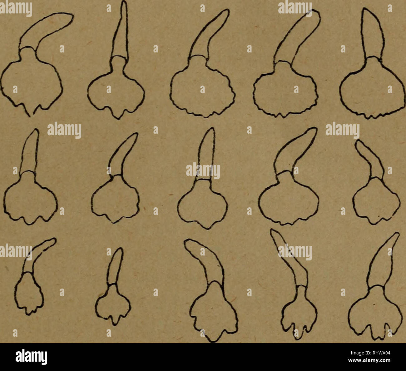 . Bericht des Naturwissenschaftlichen Vereins für Schwaben und Neuburg (a.V.) in Augsburg. Natural History; Naturgeschichte; Genealogie. 117 wurde sehr wahrscheinlich ist. Sindh this Bildungen auch ihrer vegetativen / Erscheinung zu Orchis sambucinus L. zu zählen, so bilden doch dieselben sichtlich den Übergang zu den zahlreichen Formen des Orchis Ruppertii M. Seh. = Orchis latifolius L. x sambucinus L.1. 2. ein. O. sambucinus1/. Lichtblick wurde 1. purpureus auch mit schwarz gefleckten Sky gefunden, auch 1. purpureus f. maculatus A. F. So weit Sterben stärker und stark dreilappigen Stücke noch Al Stockfoto