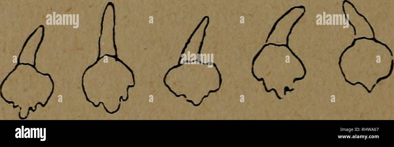 . Bericht des Naturwissenschaftlichen Vereins für Schwaben und Neuburg (a.V.) in Augsburg. Natural History; Naturgeschichte; Genealogie. 60 zahlreich. Hier konnte auch Orchis incarnatus B cruentus M. jahrelang in einzelnen kleinen Kudeln beobachtet werden. Max Schulze Krieg s. Z- Publikum, von diesem Standorte this als ausgesprochen östliche Easse angesehene Form zu-geschickt. Orchis Traunsteineri Saut, Krieg früher gleichfalls hier, darunter Subspezies. Russowii Klge. (14.03.12 / M.Schulze). An den Standorten der Orchis latifolius - incarnatus-Gruppe konnte allerdings derselbe Stockfoto