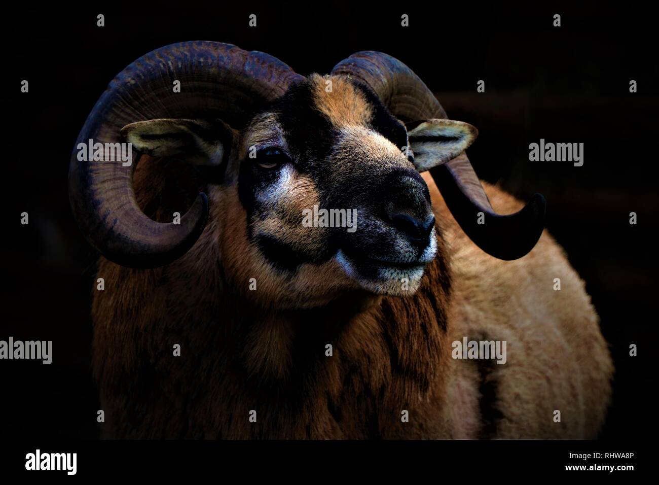 Künstlerische Nahaufnahme eines muflon Kopf mit seinen Hörnern. In einem Land Seite farm Locatd. Stockfoto