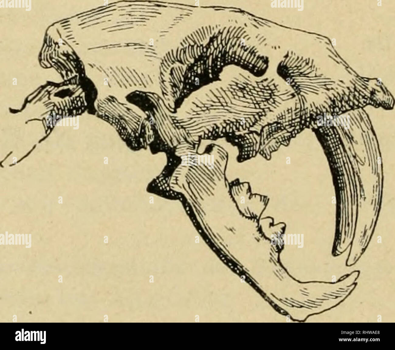 . Bericht der Senckenbergischen Naturforschenden Gesellschaft in Frankfurt am Main. Natural History. - VIII - Federzeichnungen von Gertrud Winter-von Moellendorff Seite Säbeltiger VIII Pipra opalisans Pelz 25 Schnee-Argali 32 Alaska-Elch 64 Weißbauch-Schuppentier 68 Chelouia gwiuueri Wegner 73 Argusfasan 80 Götter-Paradiesvogel 157 Flußpferd 161 Stachelschnecke... . 164 Bergkristall 191 Kugel-Gürteltier 202 Pfauen-Kolibri 215 Kaku-Pärchen bin Neste 219 Japanische Riesenkrabbe 221 Blaugelber Ära 223 Lichas (Ceratarges) arnintiis Goldfuß, ein Trilobit aus dem Mitteldevon von Gees (Eifel) 236 Hau Stockfoto