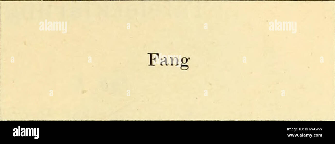 . Bergens Museen aarbog. Wissenschaft. 1906] Echinodermen von "Michael Sårs" 1900 - 1903 gesammelt. 87 Bodenbeschaffenheit. Bemerk ungen Graiier Sand Leptoptychaster arcticus, Pentago - naster Hippasteria phrygiana Sckwarzer granularis, Sand und Steine Hippasteria phrygiana Wahrscheinl. Tem-Feiner branner lehmlialtiger Sand Korethraster hispidus peratur. mit Steine Schlamm Pontaster tenuispinus, Poraniomorpha hispida, Solaster squamatus&amp; Pelz - cifer Lehm mit Sand Solaster Pontaster tenuispinus squamatus Schlamm, Sand und Schlamm Bathybiaster vexillifer Astropecten irregularis Feiner branner Sand Hippas Stockfoto