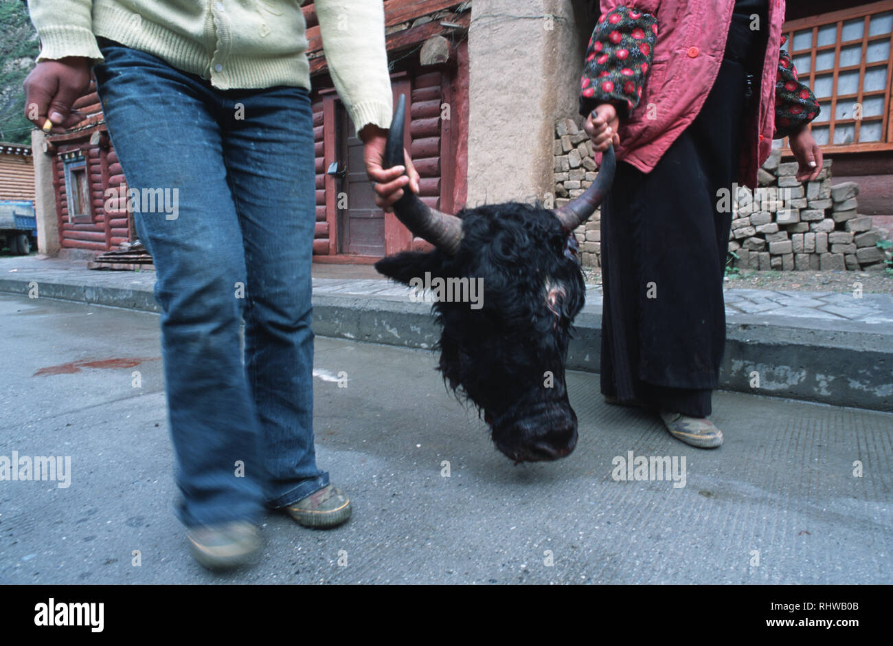 Zwei Frauen tragen den Kopf eines Yaks vom Markt zurück zu ihrem Haus in Dege, Osttibet. Stockfoto