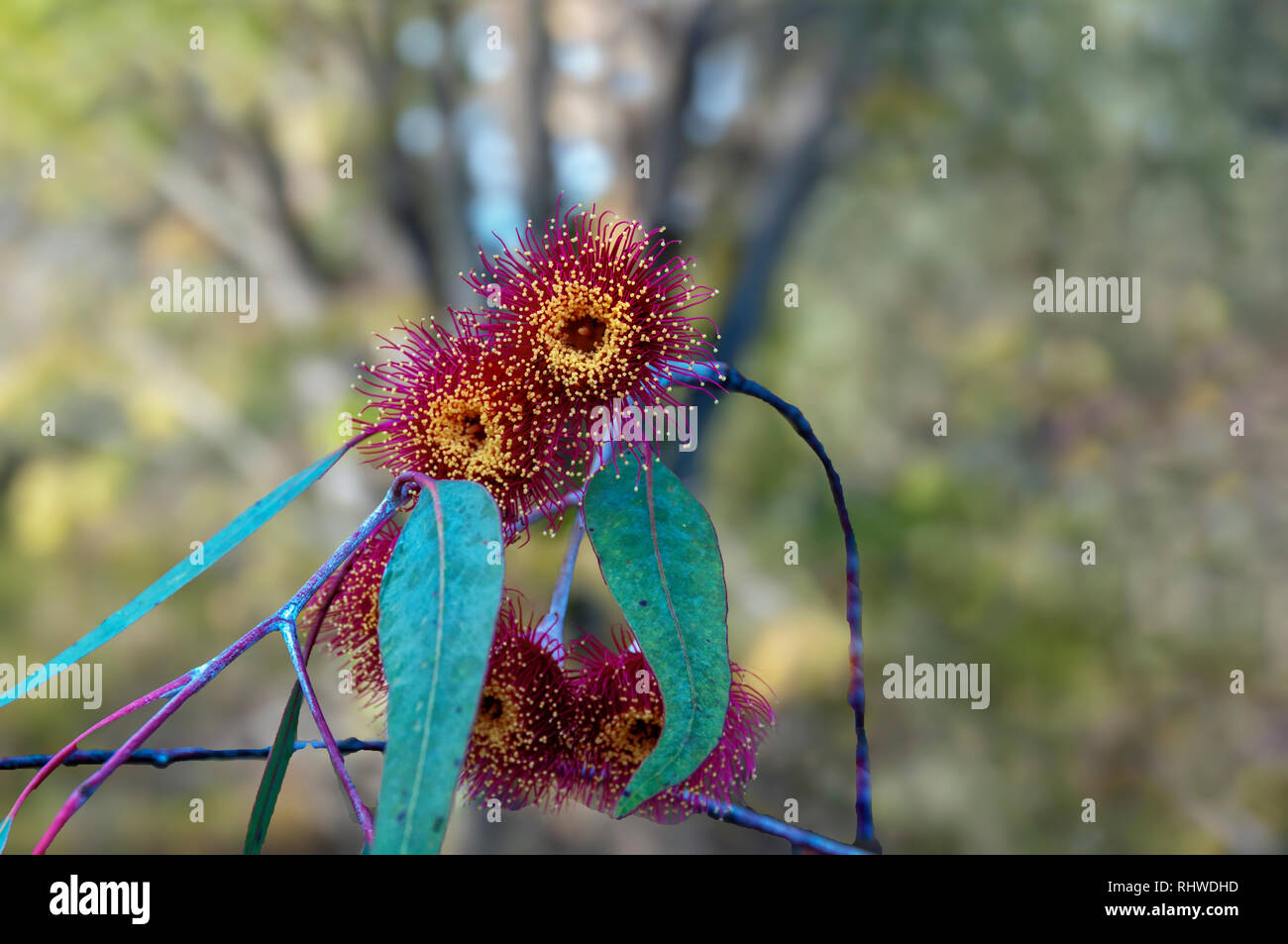 Roter eukalyptus Blumen und grüne Blätter mit bokeh Hintergrund Stockfoto