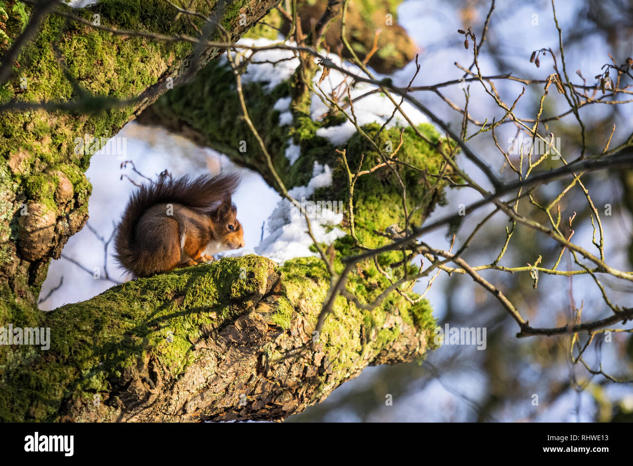 Das ist ein Bild von einem Eichhörnchen sitzt auf dem Ast eines Baumes in einem Wald in Irland. Das Bild war im Winter und es gibt Schnee auf Stockfoto