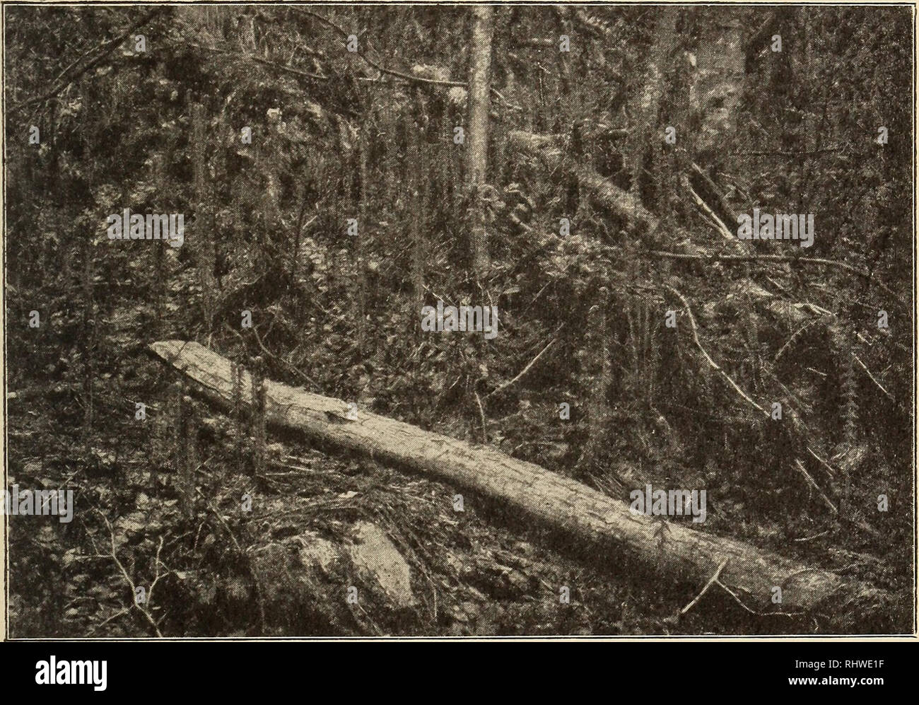 . Bergens Museen aarbok. 1912] Vaarens utvikling ich Tromsø Amt. blomsterknopper og - halvt utfoldede Blader, spredt. Malus Mill, med halvt ut-foldede Blader paa overvintrede skud, spredt. Urter Fleraarige. Trientalis europaea, med smaa blomsterknopper, spredt. Oxalis Naiandinus, ich Knop og Med enkelte Blomster, tem. talrik. Eine - thriscus Silvestris, tem. store Blader, spredt. Baldrian sambucifolia, Med 10-20 cm. høie skud, spredt. Viola cfr. Riviniana, med smaa blomsterknopper, spredt. V. mirabilis, likesaa. Solidago Virgaurea, smaa bladrosetter, spredt. Stellaria nemorum, Ca. 20 cm Produktbeschreibung høie Stockfoto