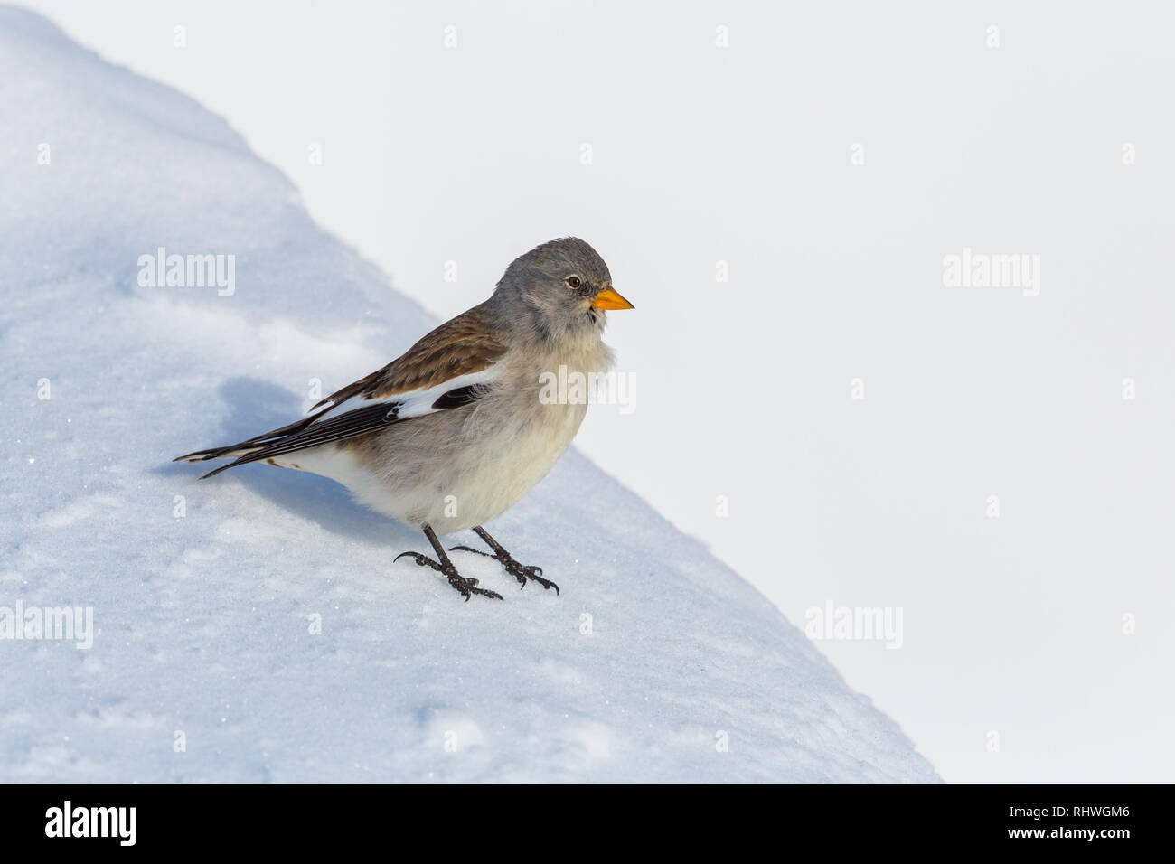 Natural White-winged snowfinch Vogel (montifringilla nivalis) stehen im Schnee Stockfoto
