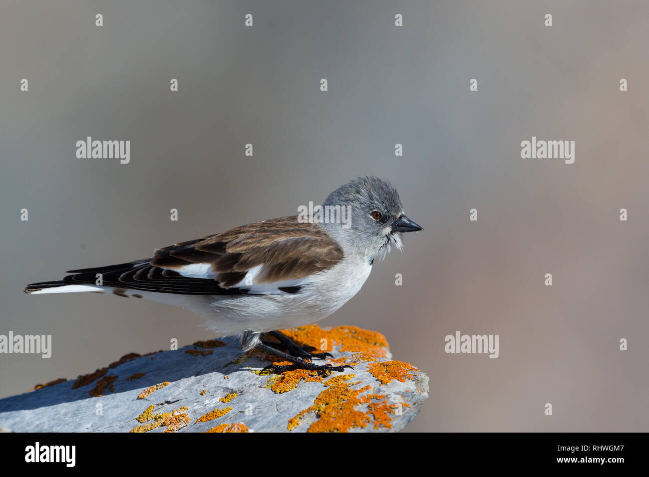 Ansicht schließen White-winged snowfinch Vogel (montifringilla nivalis) auf Rock, Sonnenschein Stockfoto
