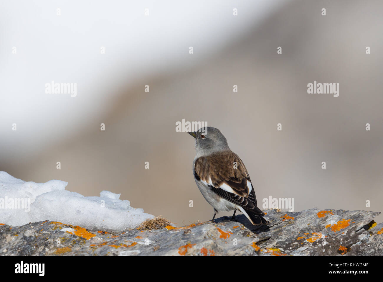 Natural White-winged snowfinch Vogel (montifringilla nivalis) im Winter Stockfoto