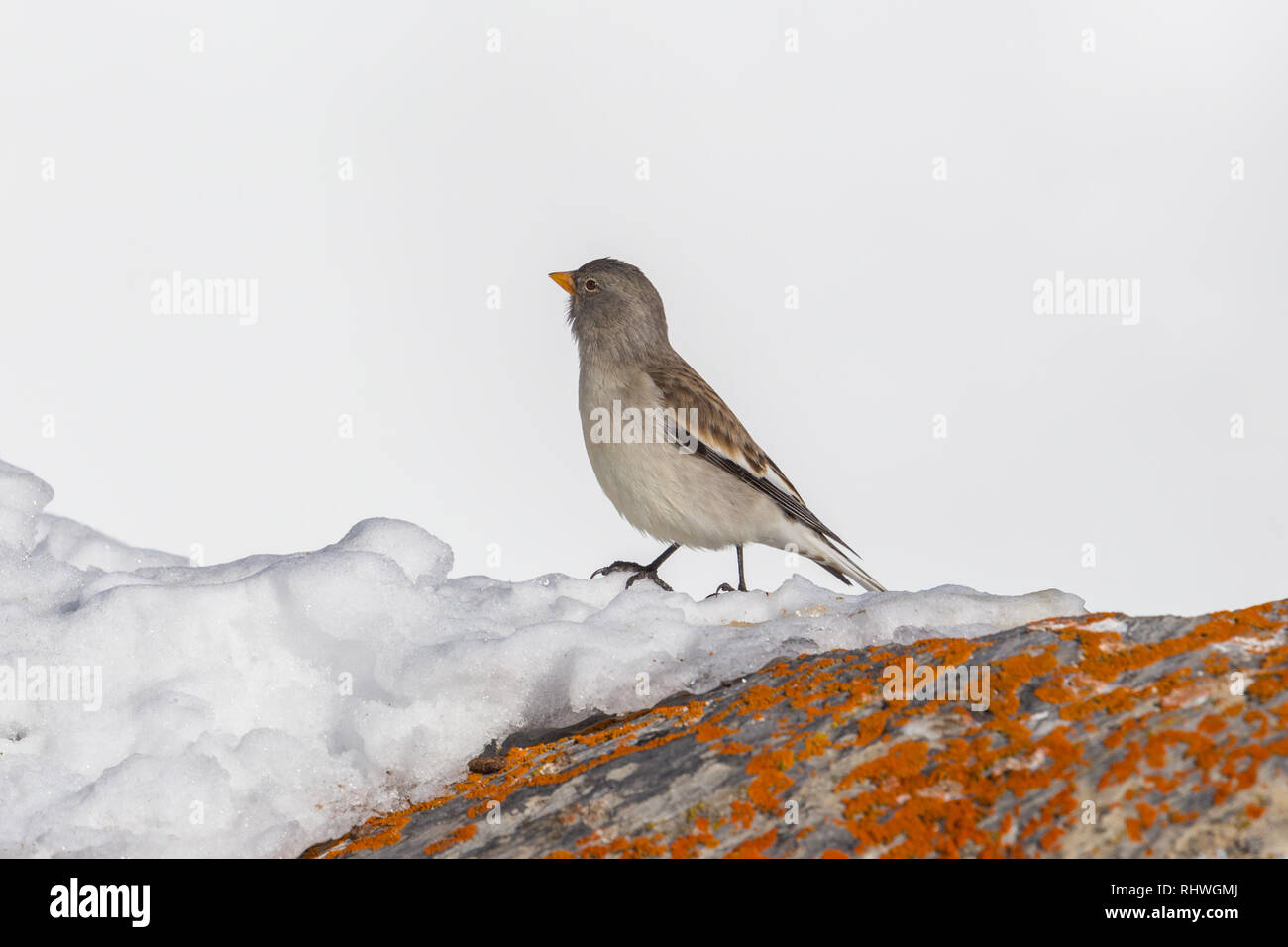 Natural White-winged snowfinch Vogel (montifringilla nivalis) im Winter schnee Stockfoto