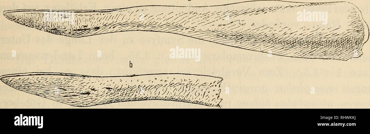 . Bergens Museen aarbog. Wissenschaft. 1897] Mesoplodon bidens, Säen. 23 Die Spitze des Unterkiefers ragt bei Beiclen Exemplaren 20mm. iiber Sterben des Oberkiefers hinaus.. Abb. 4. Linker Unterkieferknochen, a. des Landenaesexemplares, b.des Faeøexemplares. In der Form erinnert der Unterkiefer znnåchst Eine Höhle von mesoplodon grayi, so wie ihn Flowee in seinem Werke: "einen weiteren Beitrag zur Kenntnis der bestehenden Ziphioid Wale." Gattung Mesoplodon 1) (Tab. LXXII, Abb. 2) darstellt. Stirbt ist ganz mit dem besonclers des Faeøexemplares der Fall. Bei diesem ist der obere Rand geråde nåmlich, de Stockfoto