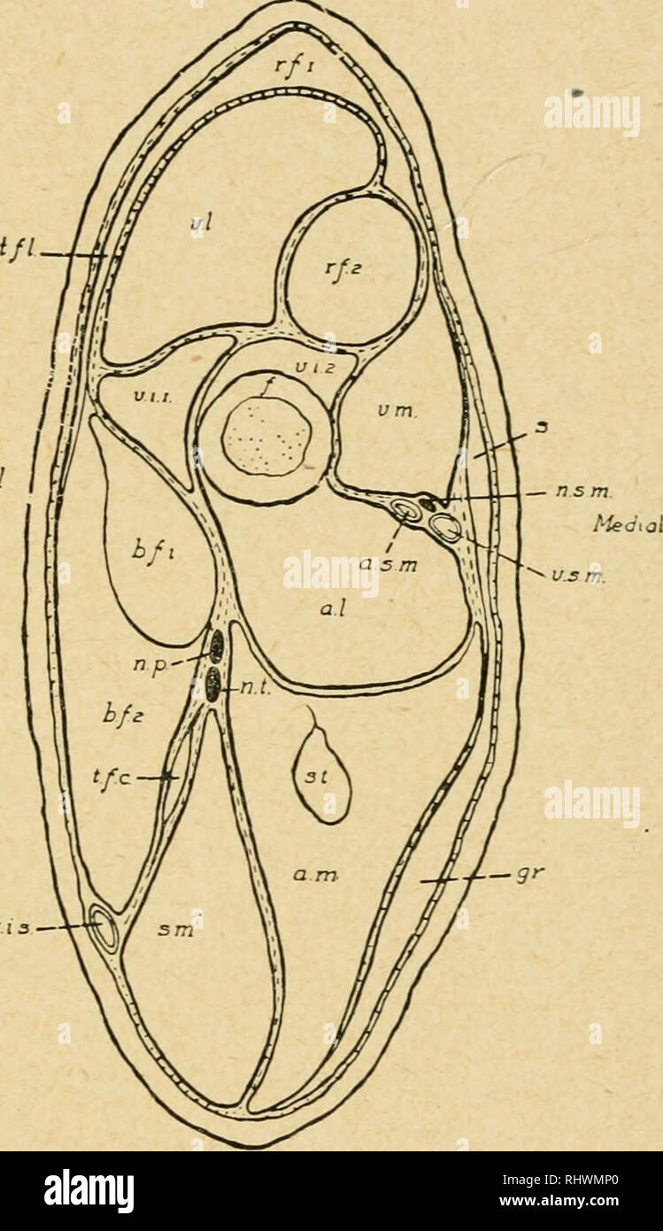 . Der bensley praktische Anatomie der Kaninchen: Eine elementare Labor text-Buch in Säugerzellen Anatomie. Kaninchen - - Anatomie. Den hinteren Gliedmaßen 277 und ventralen Grenze Der darmbein Flügel. Zweiter Teil: Durch eine stout runde Sehne von der unteren vorderen Wirbelsäule, im, sofort vor der Hüftpfanne. Dieses Teil ist cylindri-cal in Form und ist fast ein separates Muskel. Die beiden Teile des Muskels aufgeteilt werden. (B) Den M. vastus lateralis. Herkunft: anterioren Fläche des großen trochanter und die seitlichen intermuscular Ligament (der verdickten Stoßfängerverkleidung an der Mantelfläche des Oberschenkels befestigt Stockfoto