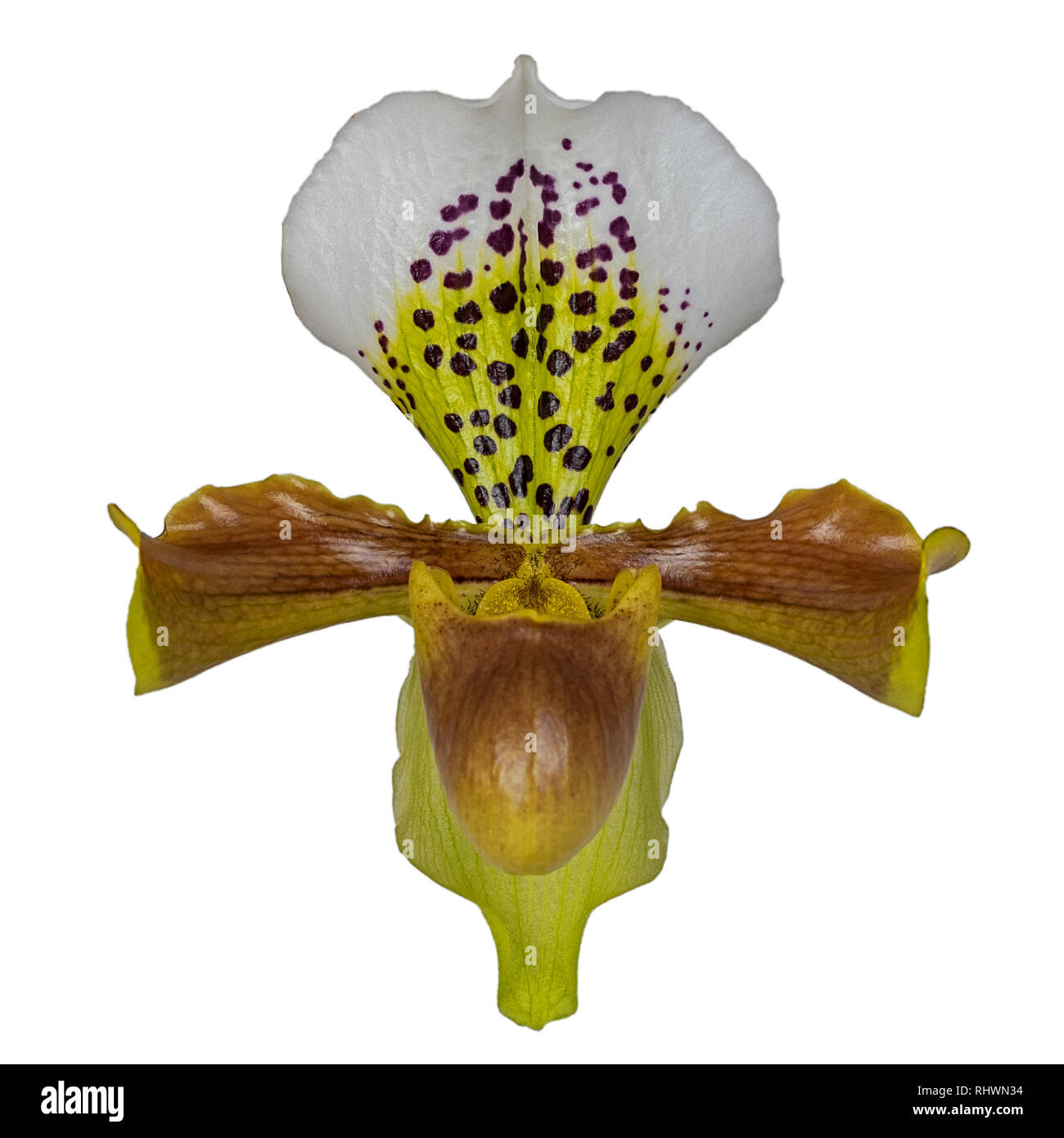 Lady Slipper Orchidee orchidaceae Stockfoto