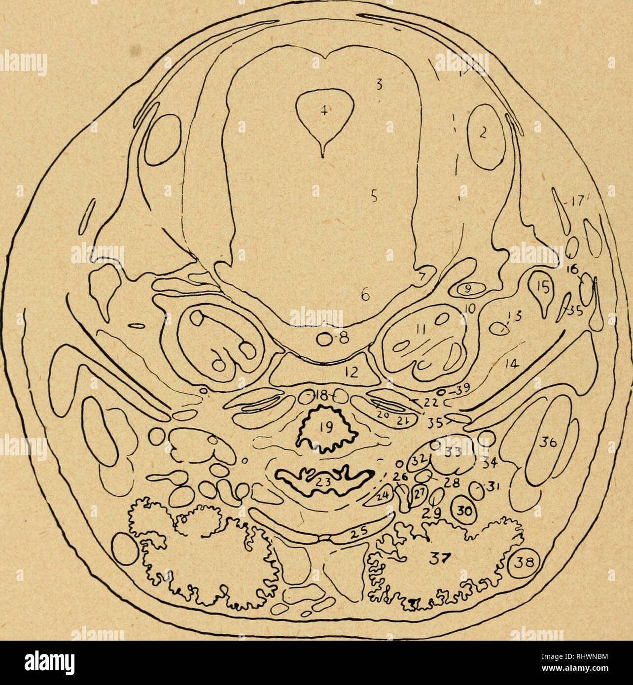 . Der bensley praktische Anatomie der Kaninchen: Eine elementare Labor text-Buch in Säugerzellen Anatomie. Kaninchen - - Anatomie. Bezeichnungen für PLATTE V1. Parietale Knochen. 2. Quer Sinus der Dura mater. 3. Superior colliculus. 4. Zerebrale Aquädukt. 5. Isthmus rhombencephali. 6. Pons. 7. Nervus trigeminus. 8. Arteria basilaris. 9. Gesichtsnerven. 10. Knorpelige auditorischen Kapsel. 11. Cochlea. 21. Longus capitis. 22. Rectus capitis anterior. 23. Mündliche Teil der Rachen. 24. Thyreohyoideus Muskel. 25. Sternohyoideus Muskel. 26. Mehr cornu Der hyoid. 27. Stylohyoideus großen Muskel. 28. Mehrsprachiges Arterie. Stockfoto