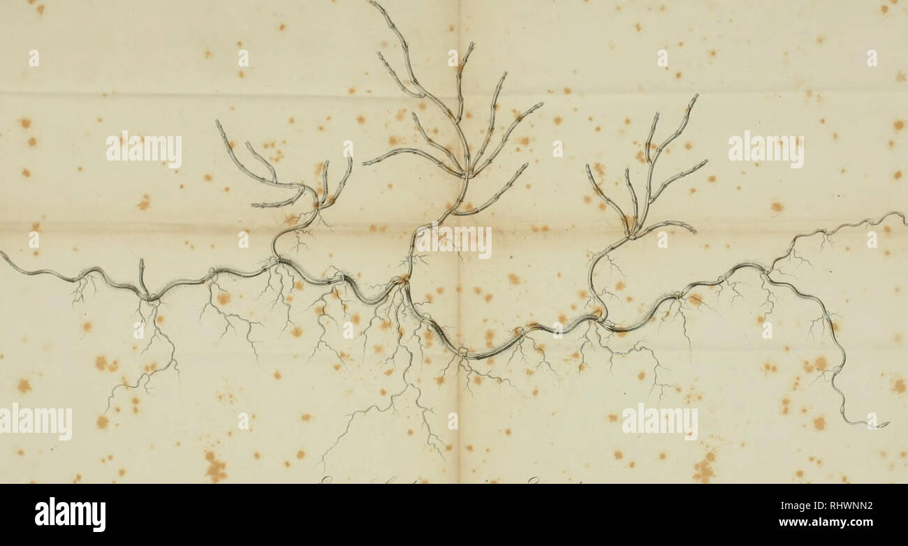 . Ãber die Natur der Schachtelhalme: insbesondere des Sumpf-Schachtelhalms oder Duwocks.... Equisetum. -Y..// %*. f^V/X/â"¢/â */. y&lt;^//yy/^ j'ytyry/^--^^^^^^^^y/^' J f' ^-^^/////^/. • •**. Bitte beachten Sie, dass diese Bilder sind von der gescannten Seite Bilder, die digital für die Lesbarkeit verbessert haben mögen - Färbung und Aussehen dieser Abbildungen können nicht perfekt dem Original ähneln. extrahiert. Meyer, G. F. W. (Georg Friedrich Wilhelm), 1782-1856; Meyer, G. F. W. (Georg Friedrich Wilhelm), 1782-1856. Flora des KÃ¶nigreichs Hannover. Göttingen: Gedruckt in der Dieterichsche Stockfoto