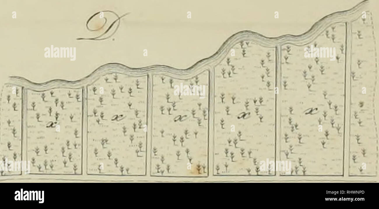 . Ãber die Natur der Schachtelhalme: insbesondere des Sumpf-Schachtelhalms oder Duwocks.... Equisetum. -. Â!" â â¢:?? 1 ["^;^,'. n â Â"'-*/-"-''rl*^'*.., (â Â¦â¢â¢.â ,.-:..]: ^. Bitte beachten Sie, dass diese Bilder sind von der gescannten Seite Bilder, die digital für die Lesbarkeit verbessert haben mögen - Färbung und Aussehen dieser Abbildungen können nicht perfekt dem Original ähneln. extrahiert. Meyer, G. F. W. (Georg Friedrich Wilhelm), 1782-1856; Meyer, G. F. W. (Georg Friedrich Wilhelm), 1782-1856. Flora des KÃ¶nigreichs Hannover. Göttingen: Gedruckt in d Stockfoto