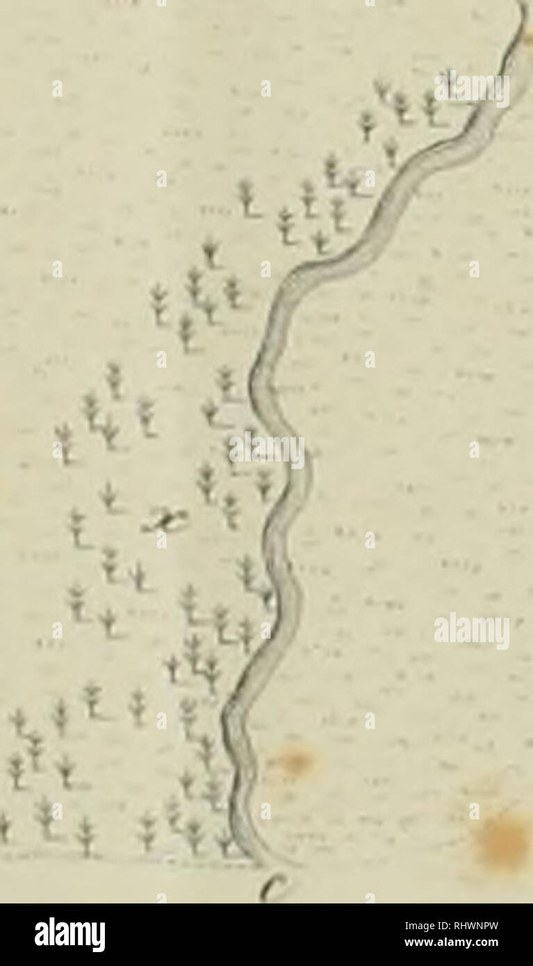 . Ãber die Natur der Schachtelhalme: insbesondere des Sumpf-Schachtelhalms oder Duwocks.... Equisetum. Â^r^^#. Bitte beachten Sie, dass diese Bilder sind von der gescannten Seite Bilder, die digital für die Lesbarkeit verbessert haben mögen - Färbung und Aussehen dieser Abbildungen können nicht perfekt dem Original ähneln. extrahiert. Meyer, G. F. W. (Georg Friedrich Wilhelm), 1782-1856; Meyer, G. F. W. (Georg Friedrich Wilhelm), 1782-1856. Flora des KÃ¶nigreichs Hannover. Göttingen: Gedruckt in der Dieterichschen Università¤ts-Buchdruckerei Stockfoto