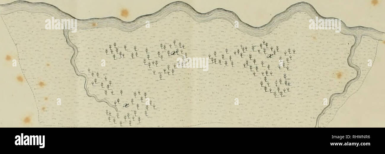 . Ãber die Natur der Schachtelhalme: insbesondere des Sumpf-Schachtelhalms oder Duwocks.... Equisetum. Vi t^&Lt;x.^,, ist y. Â^r^^#. Bitte beachten Sie, dass diese Bilder sind von der gescannten Seite Bilder, die digital für die Lesbarkeit verbessert haben mögen - Färbung und Aussehen dieser Abbildungen können nicht perfekt dem Original ähneln. extrahiert. Meyer, G. F. W. (Georg Friedrich Wilhelm), 1782-1856; Meyer, G. F. W. (Georg Friedrich Wilhelm), 1782-1856. Flora des KÃ¶nigreichs Hannover. Göttingen: Gedruckt in der Dieterichschen Università¤ts-Buchdruckerei Stockfoto