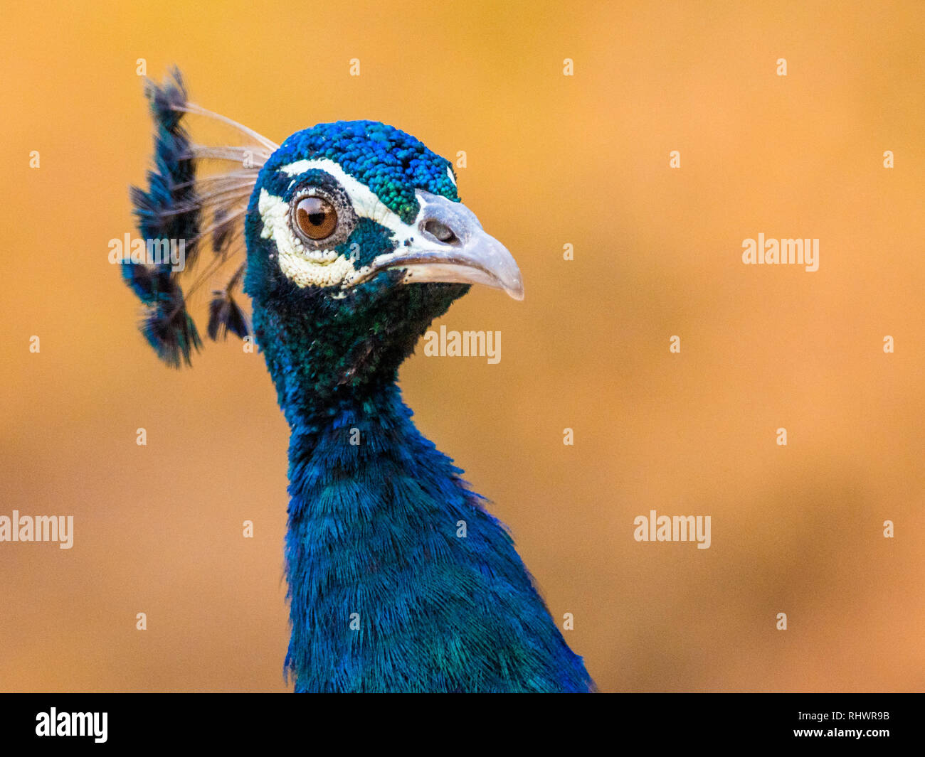 Porträt einer Peacock, Ranthambore Nationalpark Stockfoto