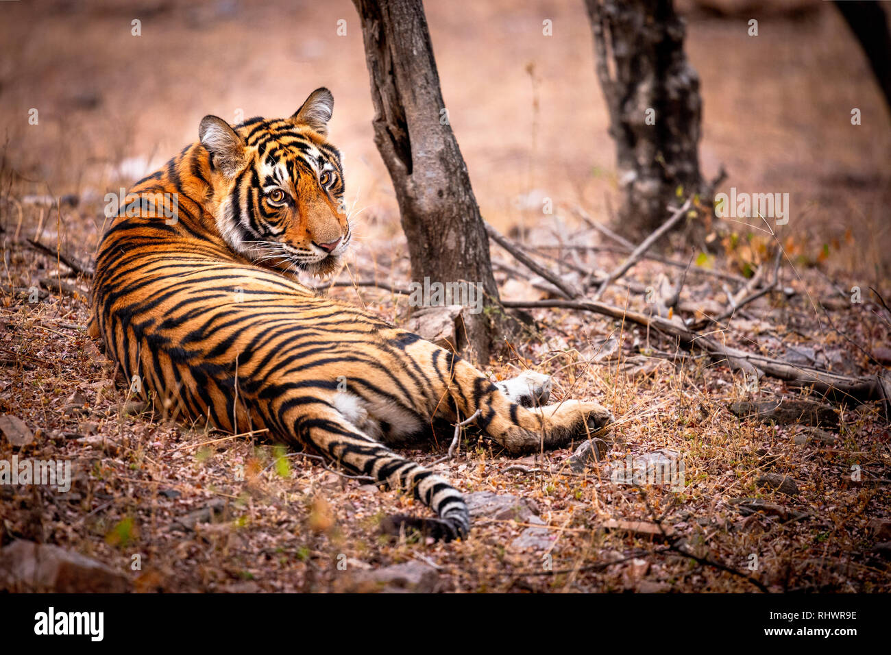 Eine schöne junge Tiger suchen im Safari Touristen ihn whatching Stockfoto