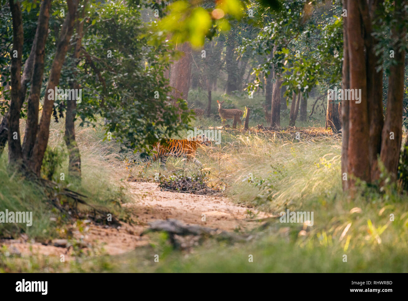 Ein Tiger Überqueren einer sorgfältig trocknen Flussbett durch eine chital Rotwild in Bandhavgarh Nationalpark, Madhya Pradesh beobachtet. Es gibt nur 3900 Wild Tiger links Stockfoto