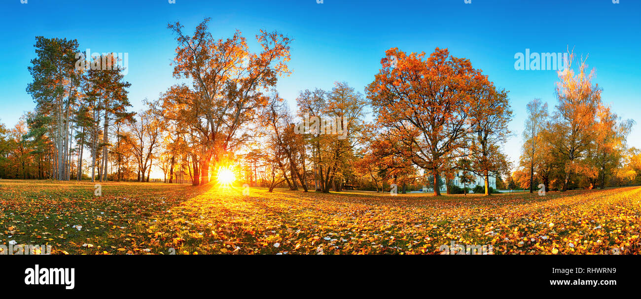 Bäume mit bunten Blätter auf dem Rasen im Park. Ahorn Laub im sonnigen Herbst. Sonnenlicht in den frühen Morgen im Wald Stockfoto