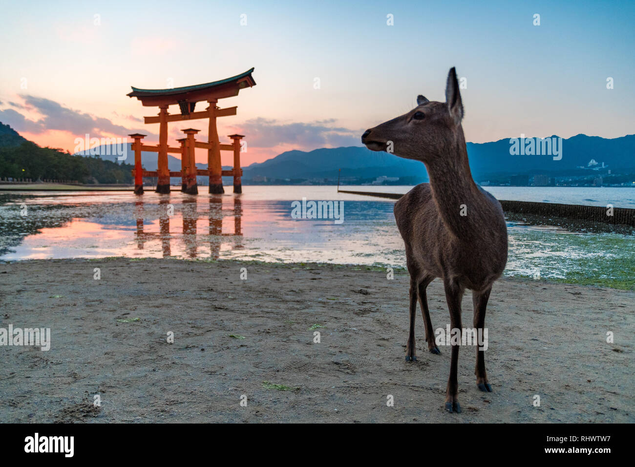 Ein sika Wild in der Torii des Itsukushima-schreins suchen Stockfoto