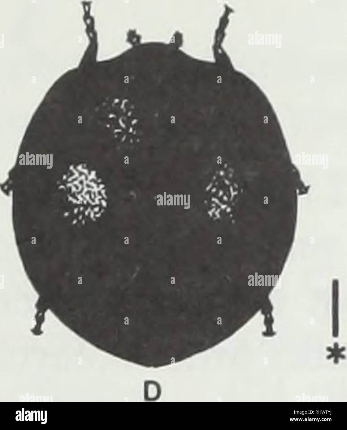 . Nützliche Insekten und Milben. Milben; Schädlinge; Insekten. Abbildung 10. Einige wichtige Illinois Dame Käfer. A) C-7, Coccinella septempunctata. B) Die tzvospotted Dame Käfer, Adalia bipunctata. O Die gefleckte Dame Käfer, Coleomegilla maculata. D) Die zweimal erstochen Dame Käfer, Chilocorus Stigma. Schande, Abbildung lOd) ist ein Predator von vielen Arten von Insekten. Stethorus punctum, einem wichtigen Predator von Spinnmilben in Apfelplantagen in Michigan, Pennsylvania und West New York, wird sporadisch in Illinois gefunden. Erwachsene sind winzig (3 mm), runde, glänzende, schwarze Käfer. Erwachsene und La Stockfoto