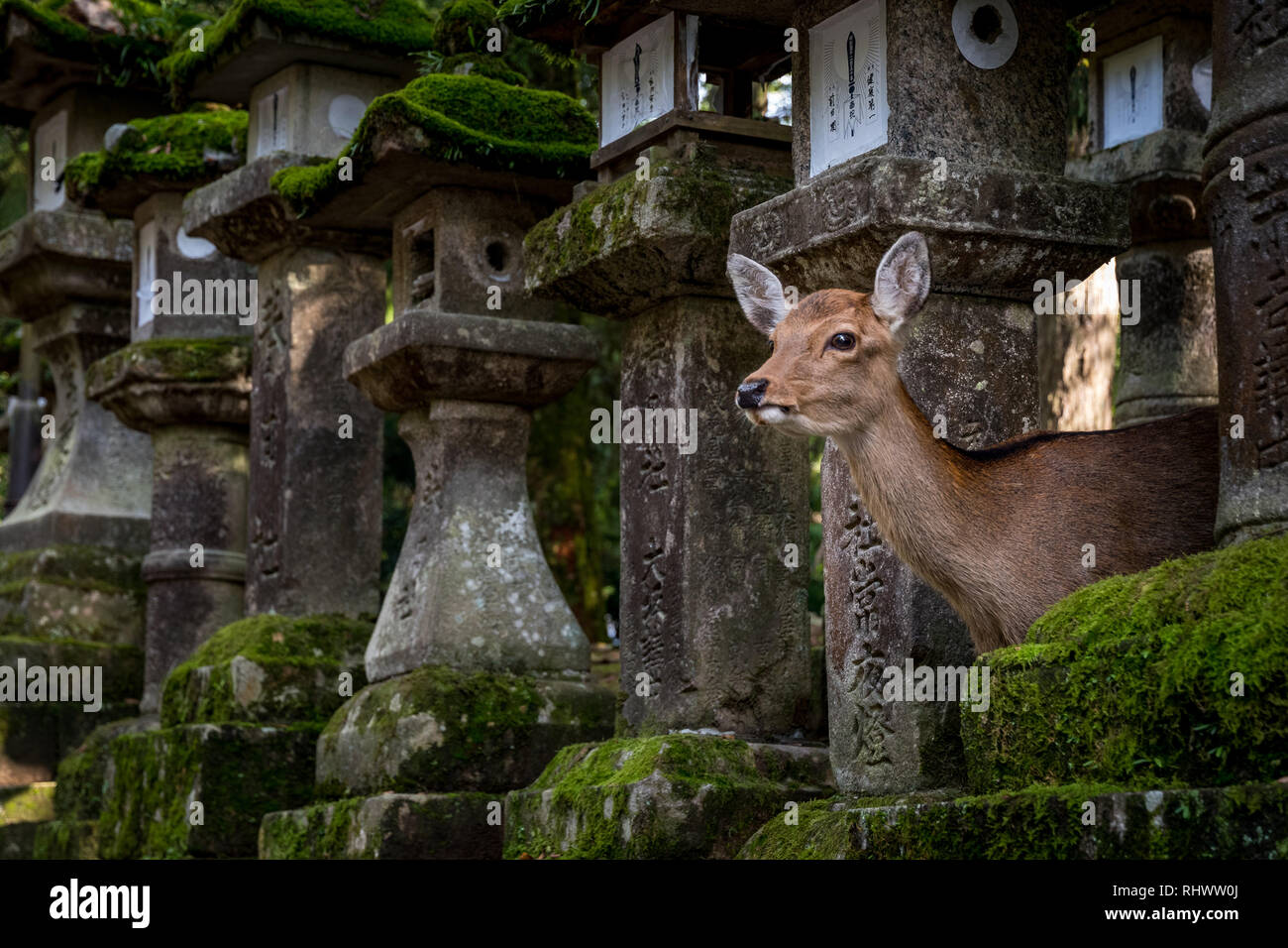 Der Weg von der Nara Park zu Kasuga-Taisha wird von mehr als tausend Stein laterns flankiert. der Park selbst Hosts über fast die gleiche Menge der Sika deer Stockfoto