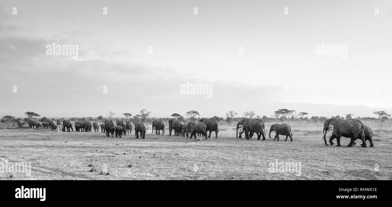 Riesige Herde Elefanten im Amboseli Nationalpark erfasst Stockfoto
