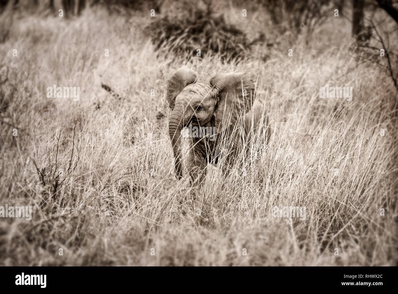 Retro verarbeitete Bild eines Elefanten Herde mit einem Kalb im Amboseli Nationalpark erfasst Stockfoto