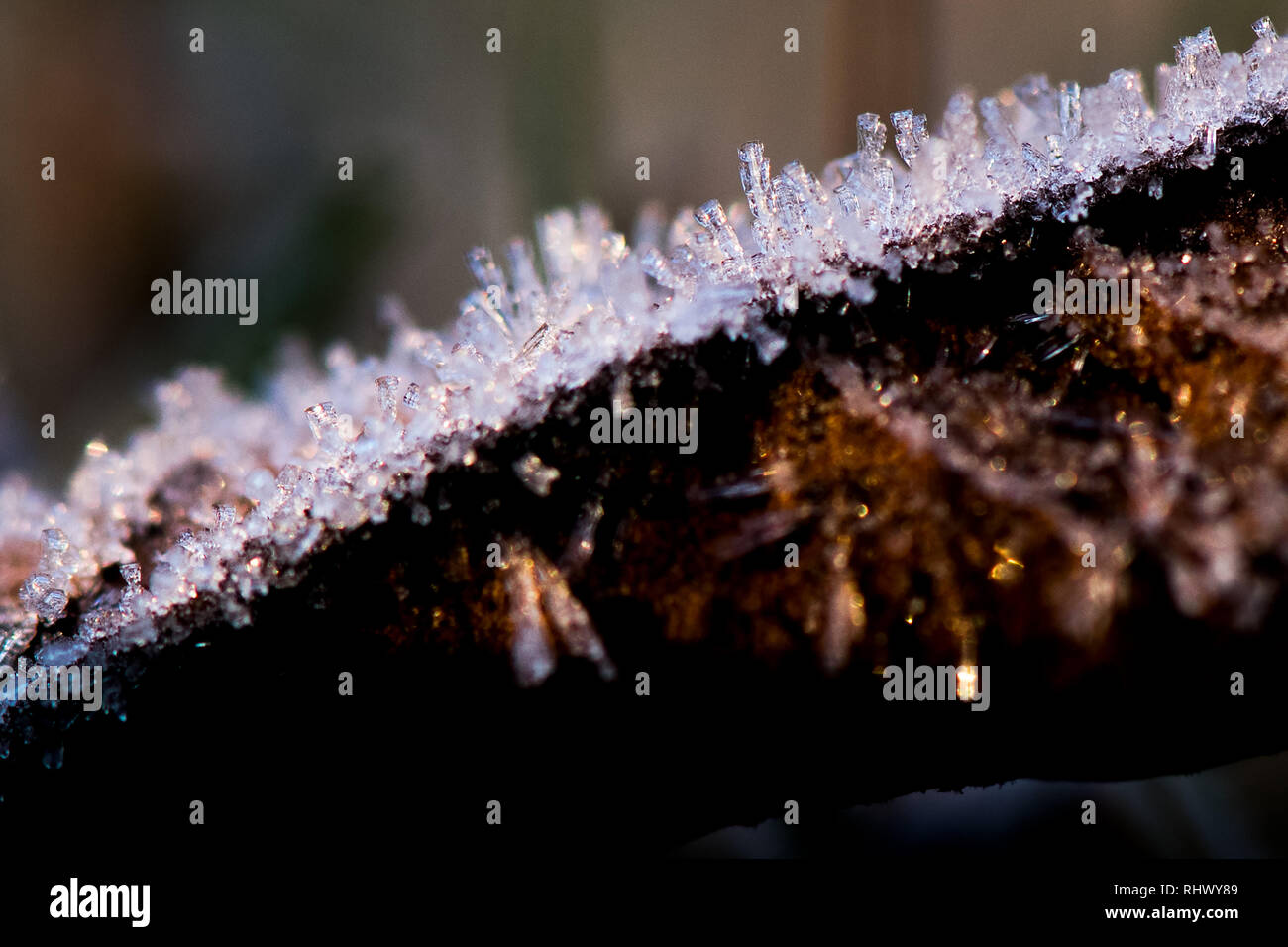 04. Februar 2019, Nordrhein-Westfalen, Pulheim: Eiskristalle Stick auf ein Blatt auf einem Feld. Foto: Federico Gambarini/dpa Stockfoto