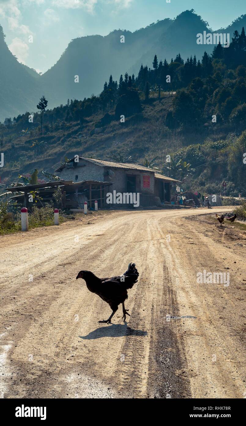 Tp. 7 Nov, 2018. Hà Giang, Vietnam - ein Huhn über die Straße in den Ha-Bande. Credit: Daniel Dohlus/ZUMA Draht/Alamy leben Nachrichten Stockfoto