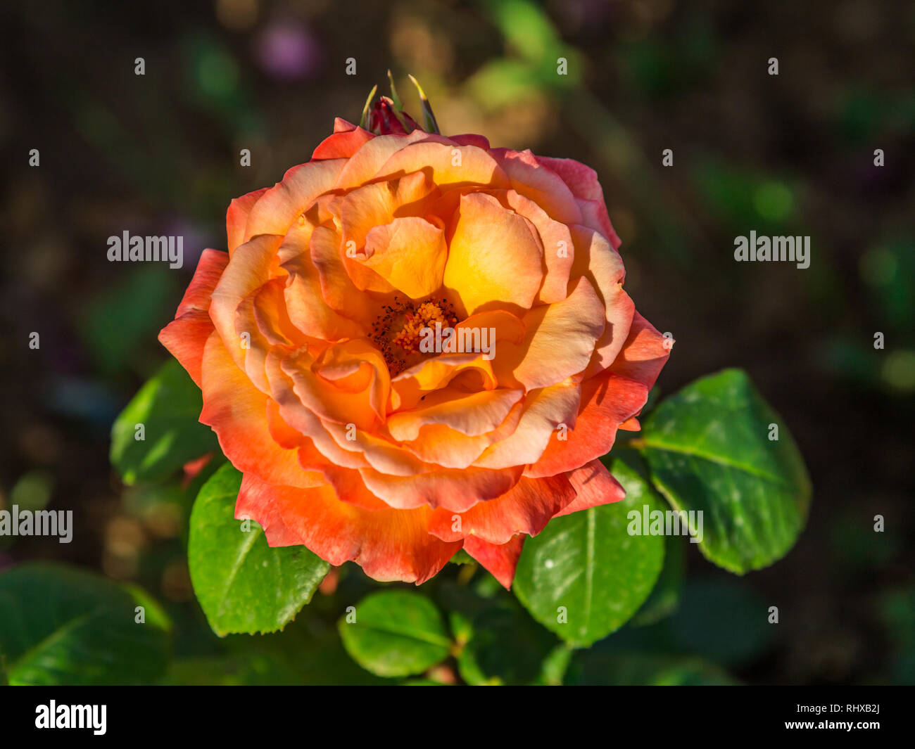 Single orange Rose vor einem dunklen Hintergrund. Stockfoto