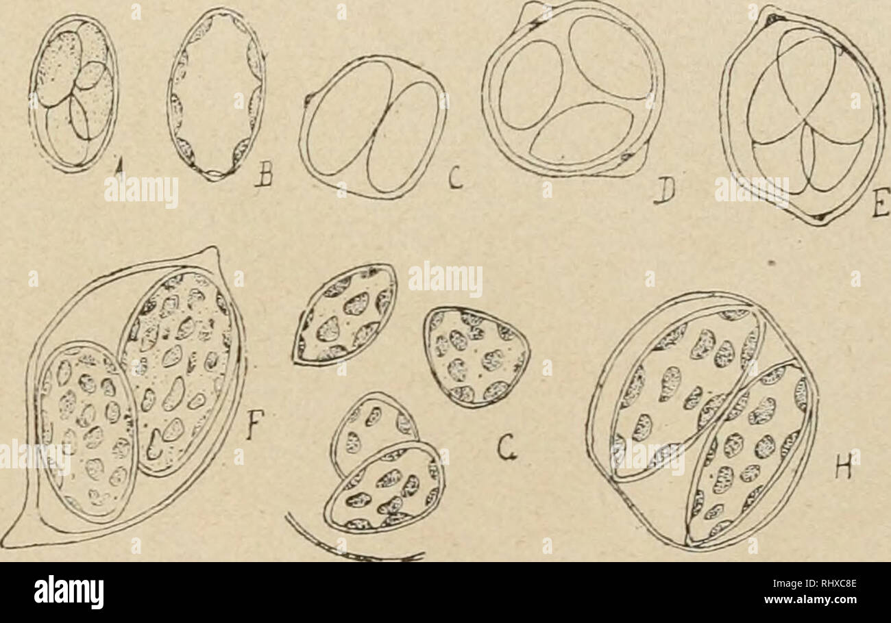 . Beitrge zur Kryptogamenflora der Schweiz. 189 Oocyslis Nseg. (1855). Sehen. AI. Braun, Alg. unicellul. S. 94. Ovales Cellules elliptiques ou ä Membran nettement delimitee, ä Double Contour, ordinairement munie aux Deux Pole d'un epaississement mehr oder weniger Aigu, ins difficile ä apercevoir dans les Etats jeunes; chromatophore en Plaque decoupé parietale Einfache ou de plusieurs Plaketten Petites et discoides sans pyrenoi 'des. Cellules ins reunies en autospores ä l'Interieur de la Cellule bloße par Deux ou par Quatre. Multiplikation: sporangiale par autospores, 2 - 8. Oocystis Naegeüi A.Br. Stockfoto
