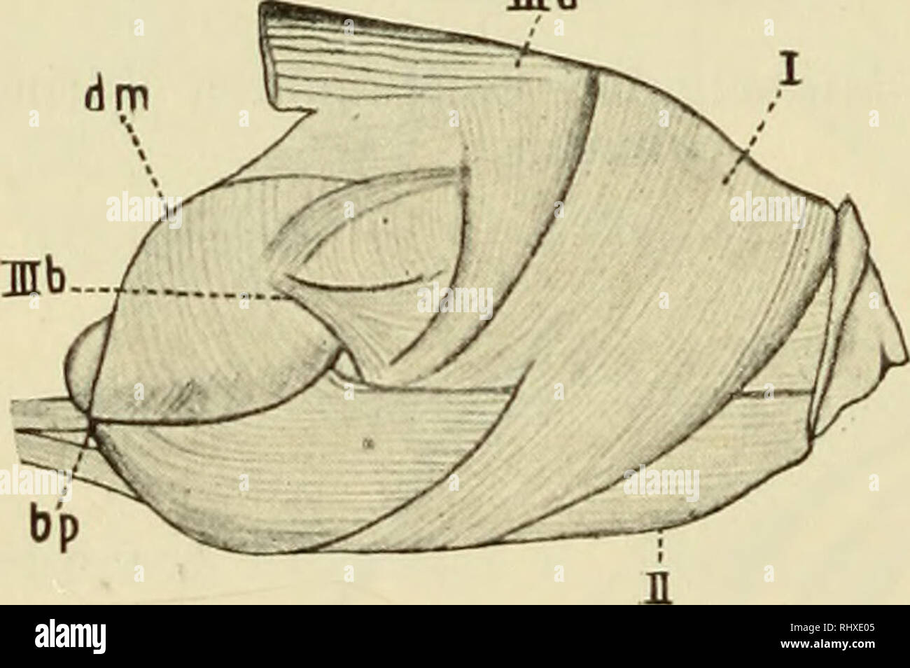 . Beiträge zur Kenntnis der einheimischen Vitrinen. Zonitidae; Stylommatophora. Textfig. 26 a u b a) Radula-stützbalken mit ansetzenden Mus-keln; b) Rudulamembran mit symmetriscb inserierten Muskels - bündeln. man sterben Tiere, so sieht man, wie durch die Muskeln (mr) der Zusatzger&aumlte Körper (Textfig. 25) Zunächst stirbt etief / innen und hinten gezogen werden; erst danach schiebt sich sterben Radula von unten Ihre weit nach vorn, dass sie zum größten Teile sicht-bar wird, und zieht sich in einer Kurve nach oben, zuerst an den Kiefer, hinten, der nicht Schlund beginnt, ans Gaumendach anschleifend, wieder z Stockfoto