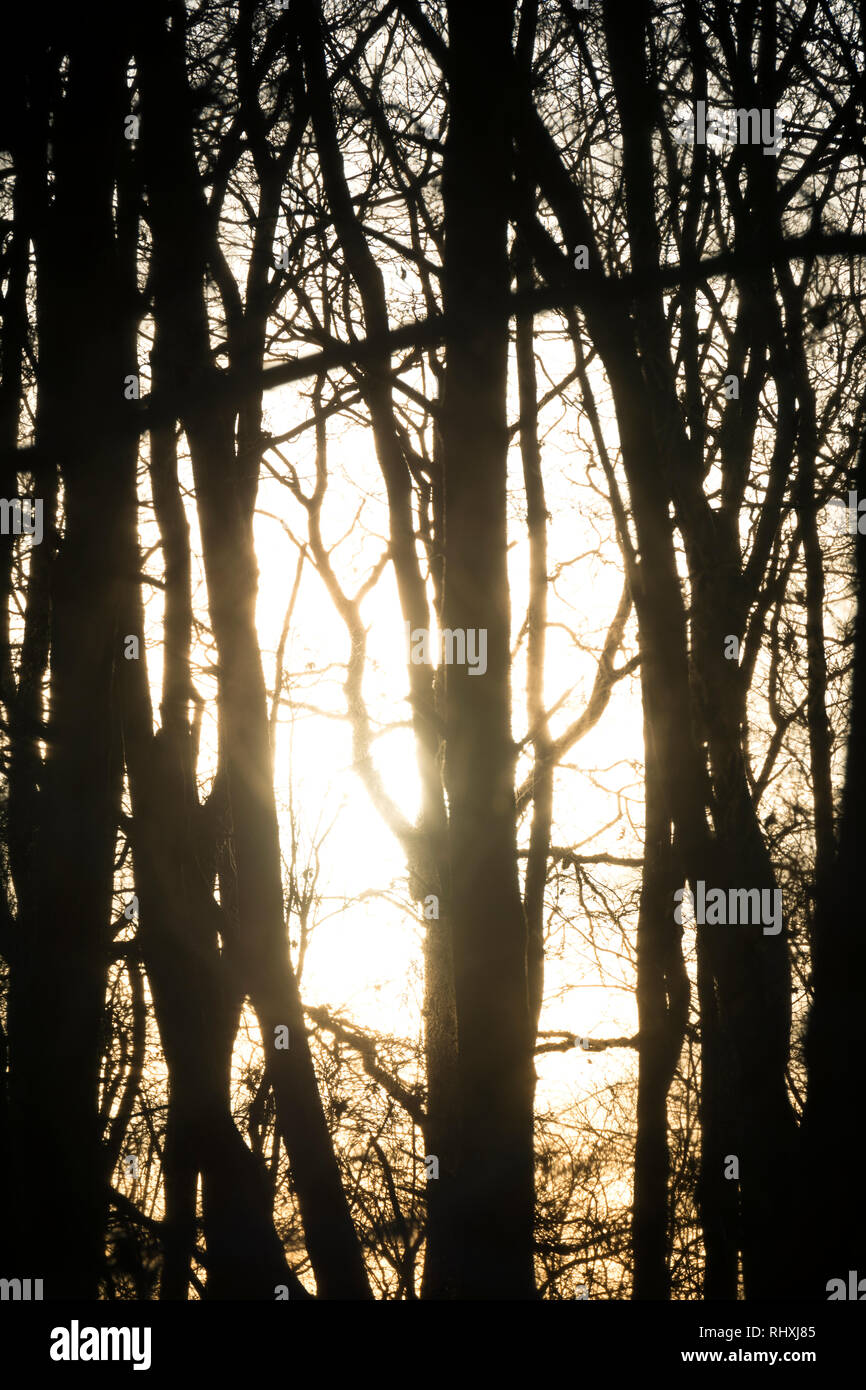 Sonne durch Bäume im Winter scheint, Großbritannien Stockfoto