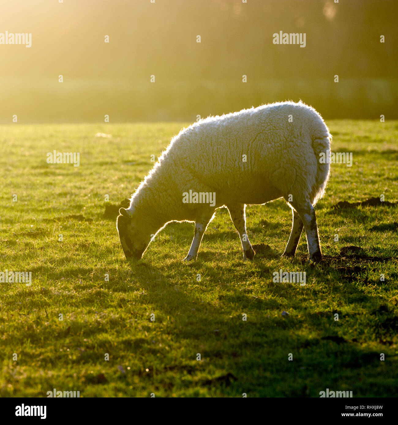 Hintergrundbeleuchtung der Schafe im Winter, Warwickshire, Großbritannien Stockfoto