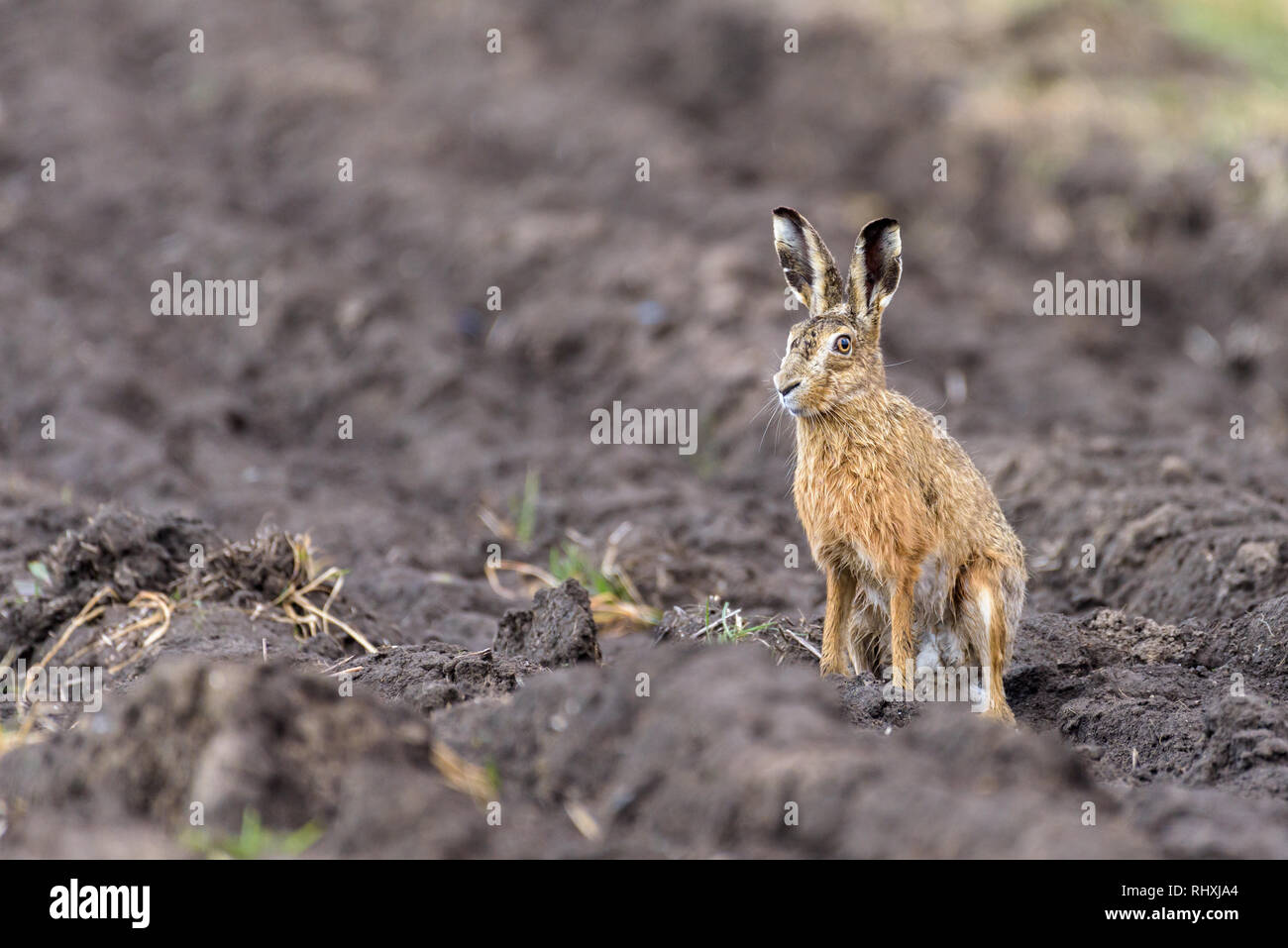 Eine europäische Hare (Lepus europaeus) ist aufrecht sitzend auf Ackerland und beobachtet seine Umgebung. Stockfoto