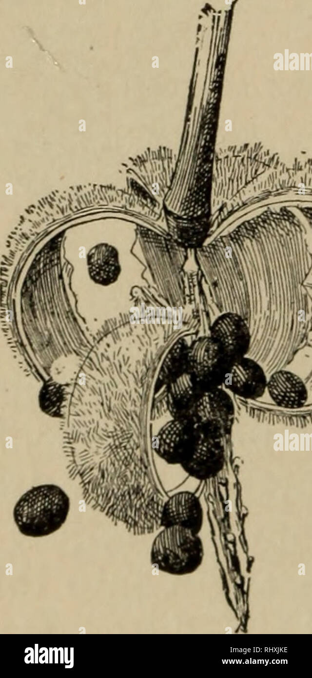 . Anfänger Botanik. Botanik. Kapitel XXII Verstreuung der Samen Es ist zum Vorteil der Anlage, im Samen, so weit wie möglich verteilt zu haben. // Hat eine bessere Chance zu überleben in der Kampf um die Existenz. Es erhält vom Wettbewerb. Viele Samen und Früchte sind von solchen Charakter als ihre Chancen auf eine breite Streuung zu erhöhen. Die häufigste Verbreitung kann unter vier Köpfe eingestuft werden: explosive Früchte; Transport im Wind; Transport von Vögeln; Burs.. Bitte beachten Sie, dass diese Bilder aus gescannten Seite Bilder, die digital für readab gesteigert wurden extrahiert werden Stockfoto