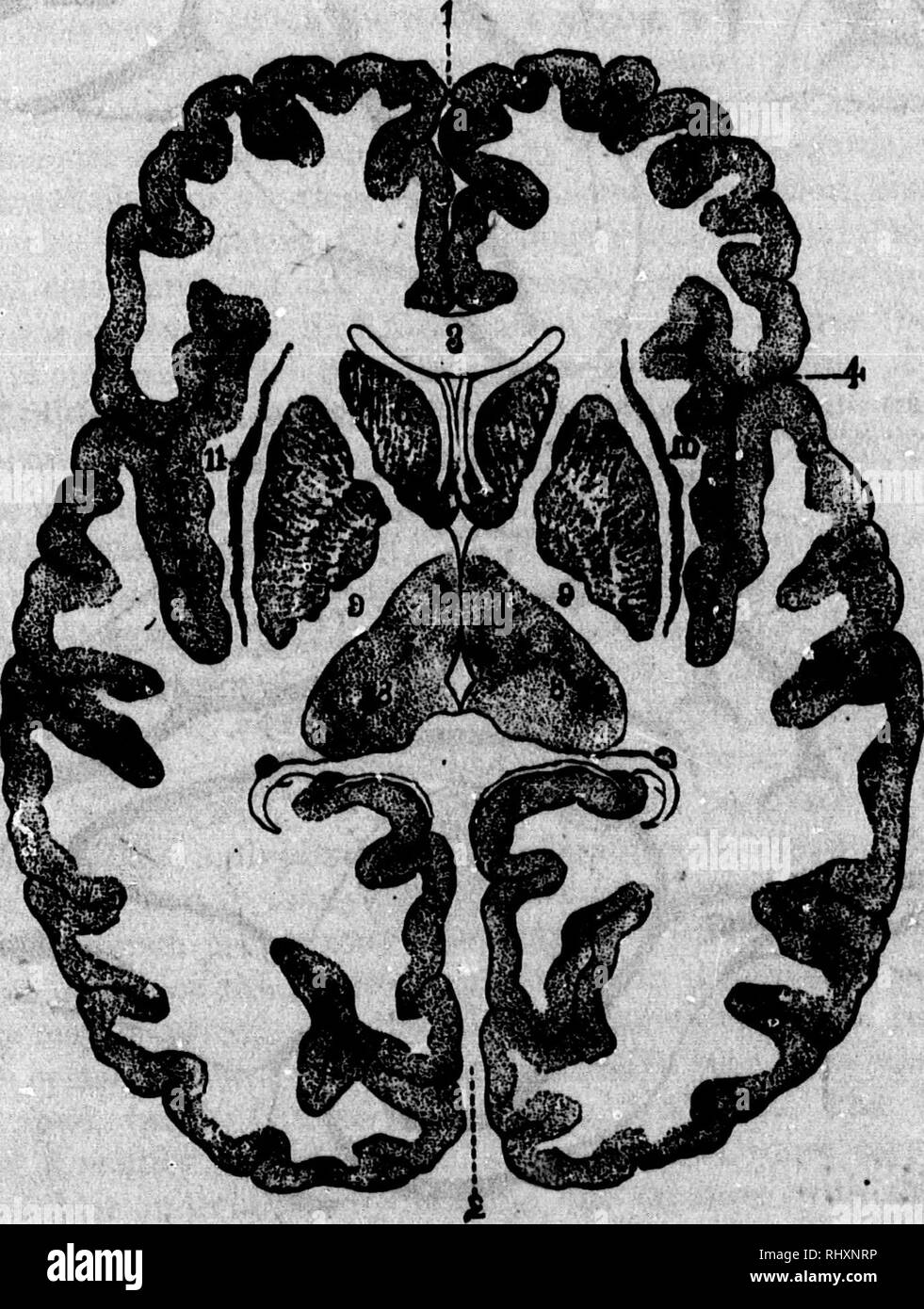 . Ein Lehrbuch der vergleichenden Physiologie [microform]: für Studierende und Praktiker der vergleichenden (Veterinärwesen) Medizin. Physiologie, Vergleichende ; tierärztliche Physiologie; Physiologie; Physiologie comparée vétérinaire. 504 vergleichende Physiologie. Funktionen der OTBBR TEILE DER TBB GEHIRN. Bestimmte Teile des Encephalon sind als die Basalganglien, darunter prominente gesprochen sind das Corpus striatum und die Optik Thalamus. Die Oorpoi Striatum und Fhe Optio Thalamiu. - Das Corpus striatum besteht aus mehreren Teilen, die Mam-Divisionen, eine intra-ventrikulärer Teil oder caudate Kern und einer ext Stockfoto