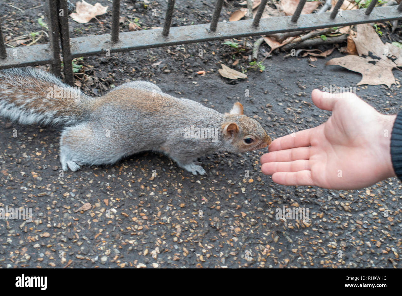 Graue Eichhörnchen (Sciurus carolinensis) in Sant James Park in London, 26. Januar 2019. (CTK Photo/Martina Houdek) Stockfoto